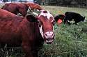 DSC_0469.jpg